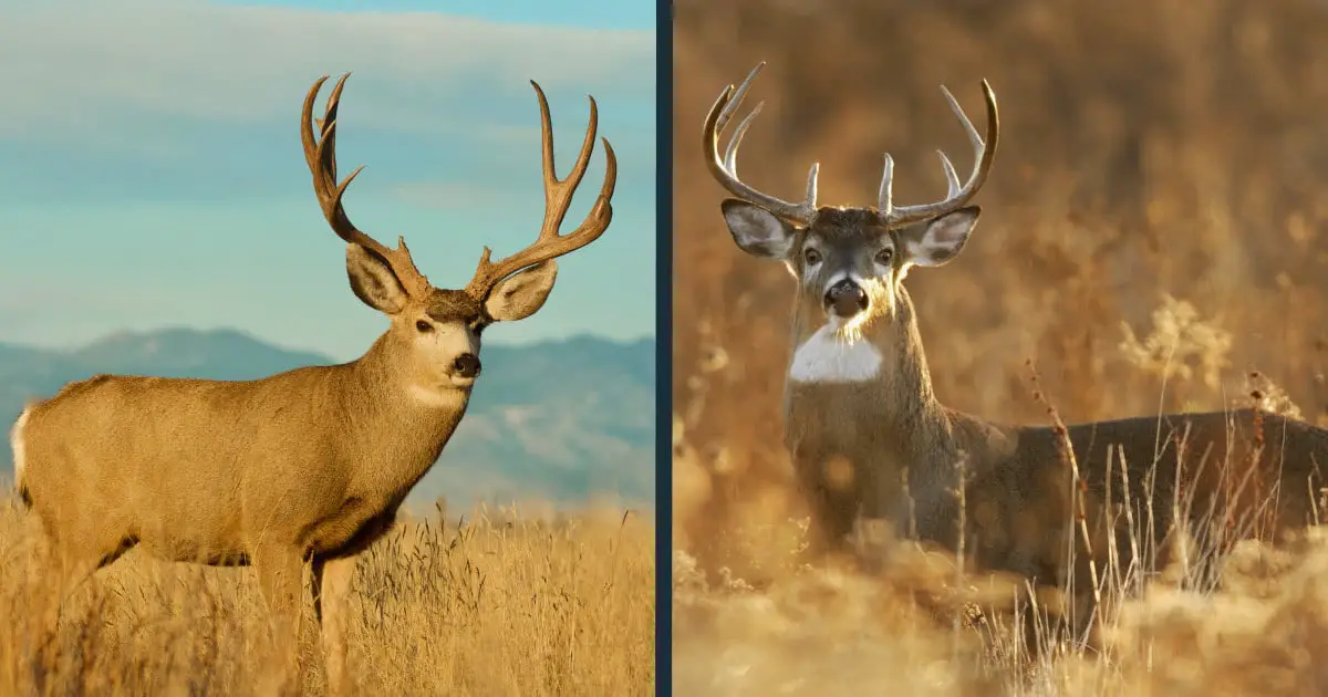 Mule Deer Vs Whitetail