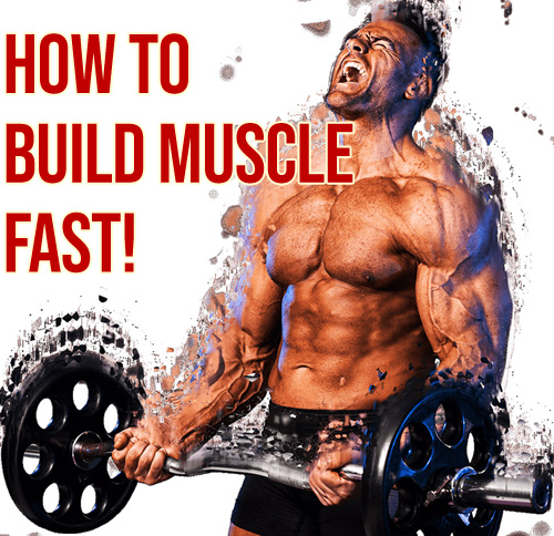 Muscle Palace The Bodybuilding Guide To Build Muscle Mass Fast