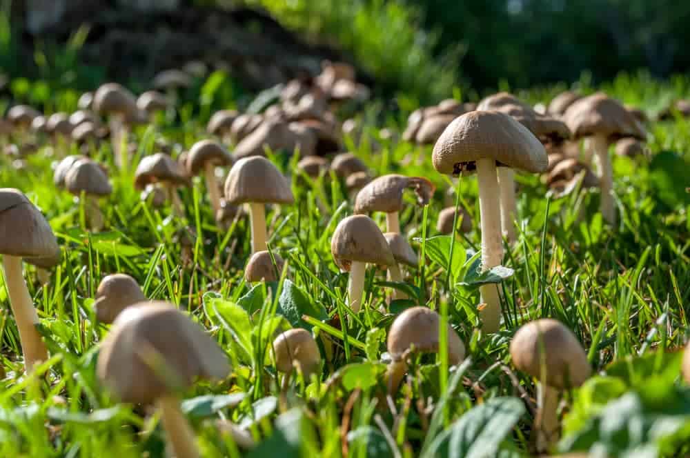 Mushrooms Growing Lawn