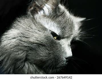 Muzzle Gray Cat Stock Photo Edit Now 267649142