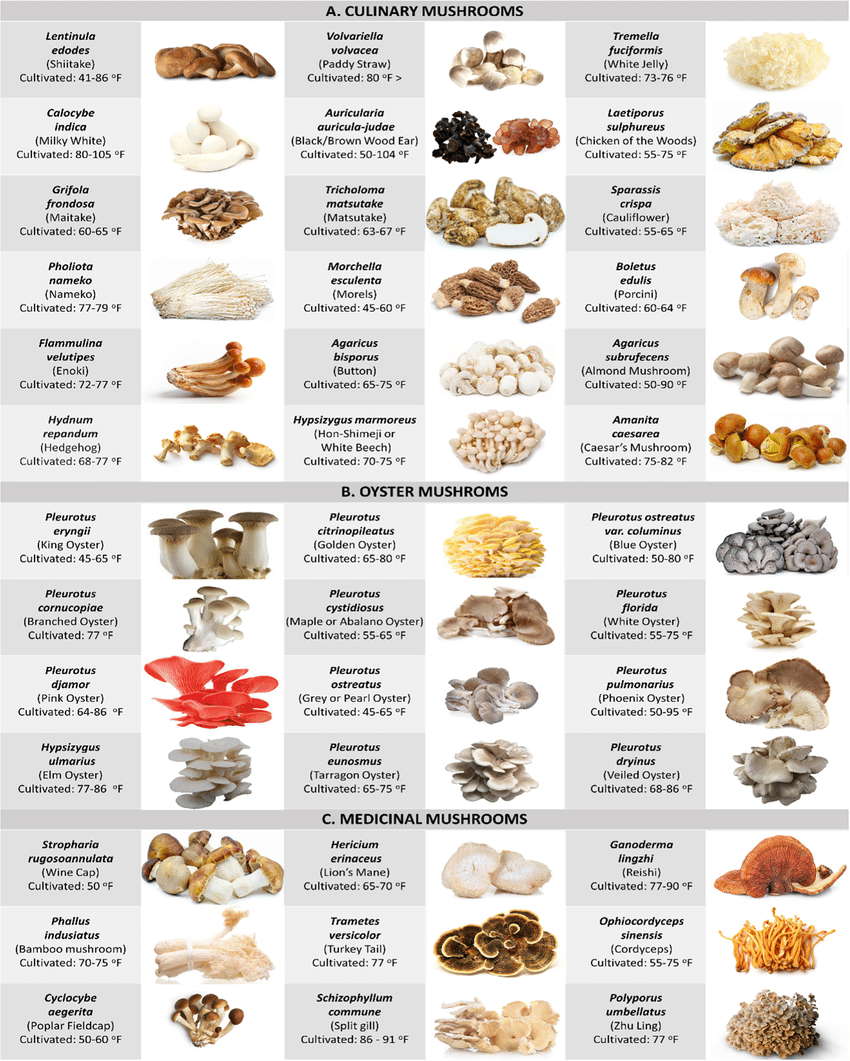 Names Of Edible Mushroom