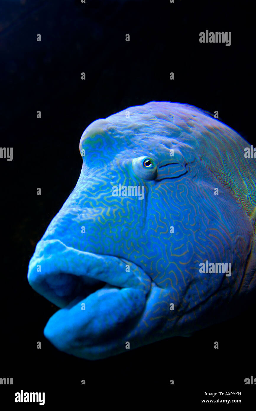 Napoleon Fish Humphead Wrasse At The Georgia Aquarium Stock Photo Alamy