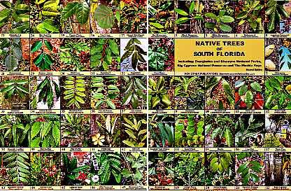 Native Florida Trees With Pictures Identification Guide