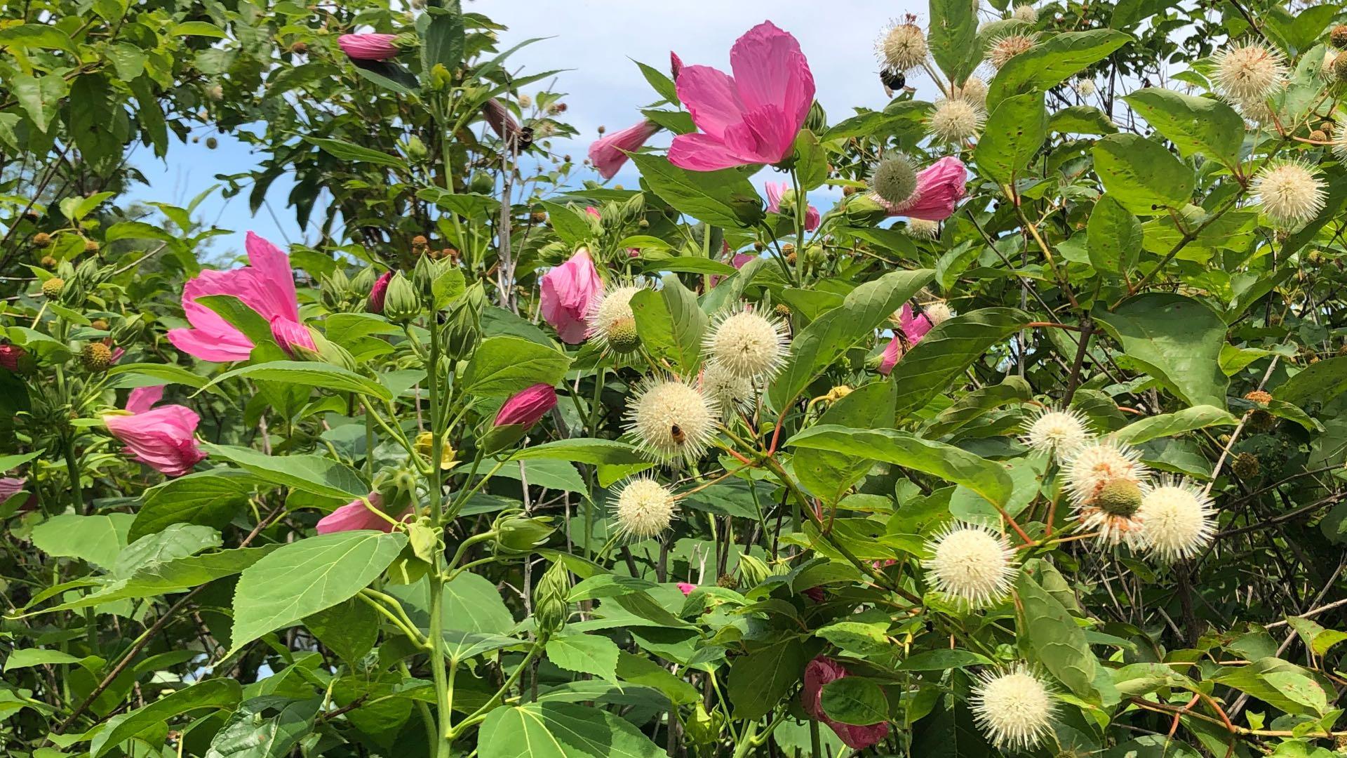 Nature S Flower Show Check Out The Swamp Rose Mallow At Sand Ridge