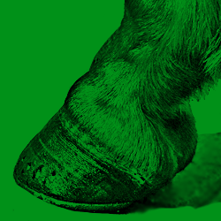 Navicular Disease: Effective Treatment Options