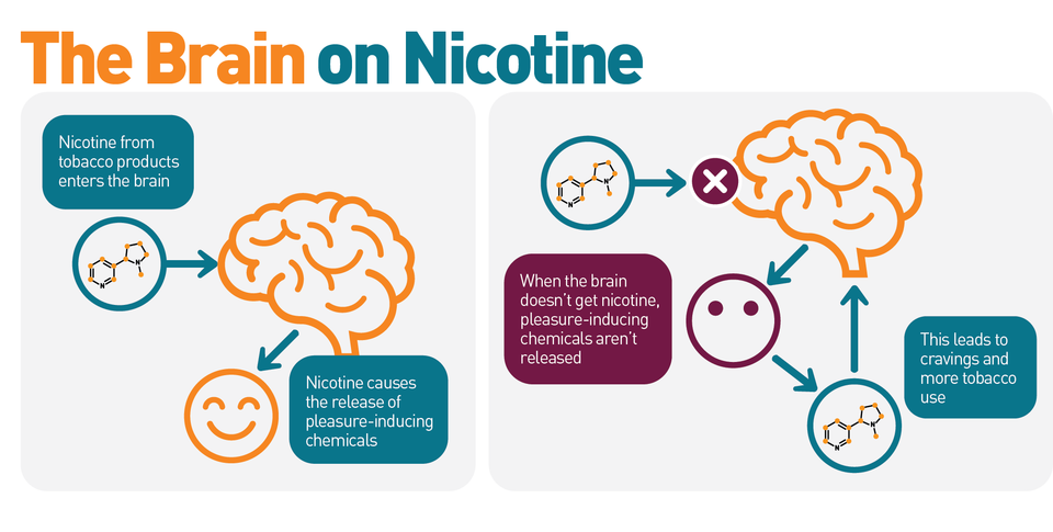 Nicotine Brain Impact: Know The Risks