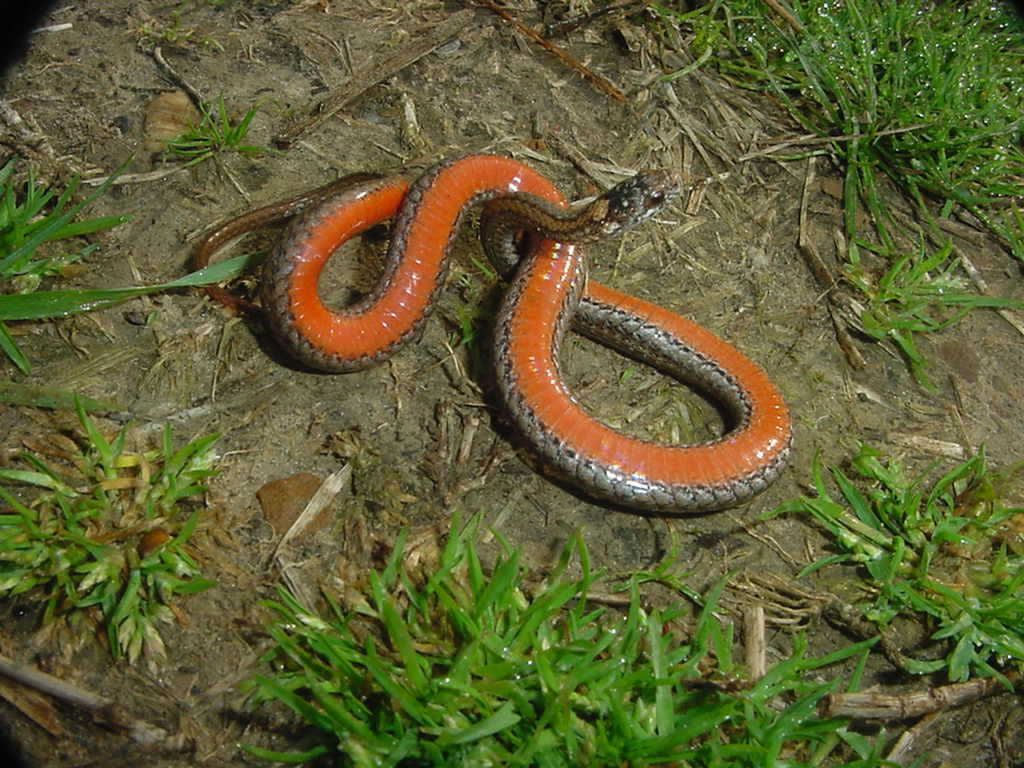 Non Venomous Snakes Southern Trappers