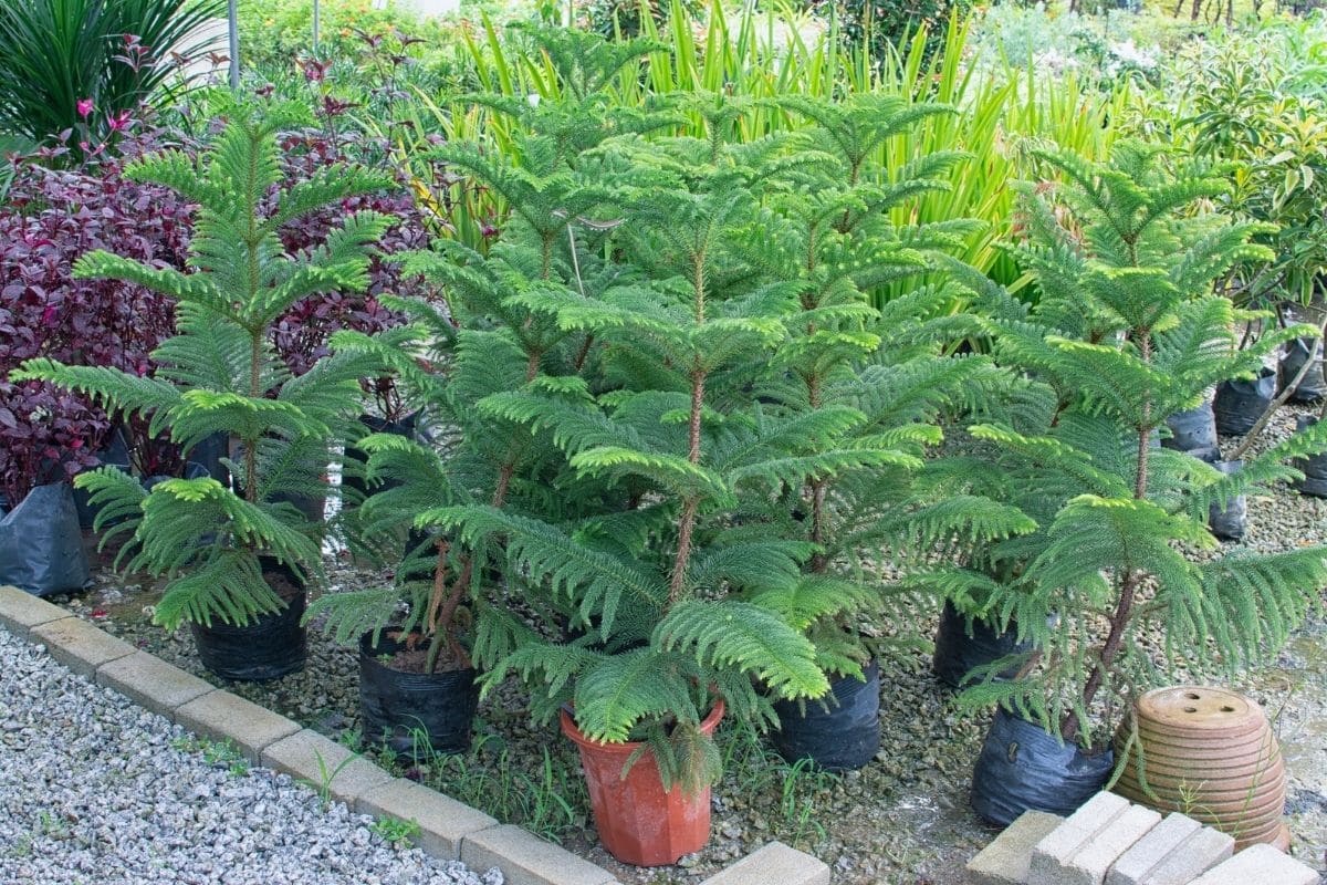 Norfolk Island Pine Uk