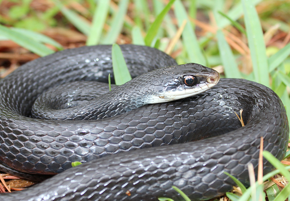 North American Racer Florida Snake Id Guide