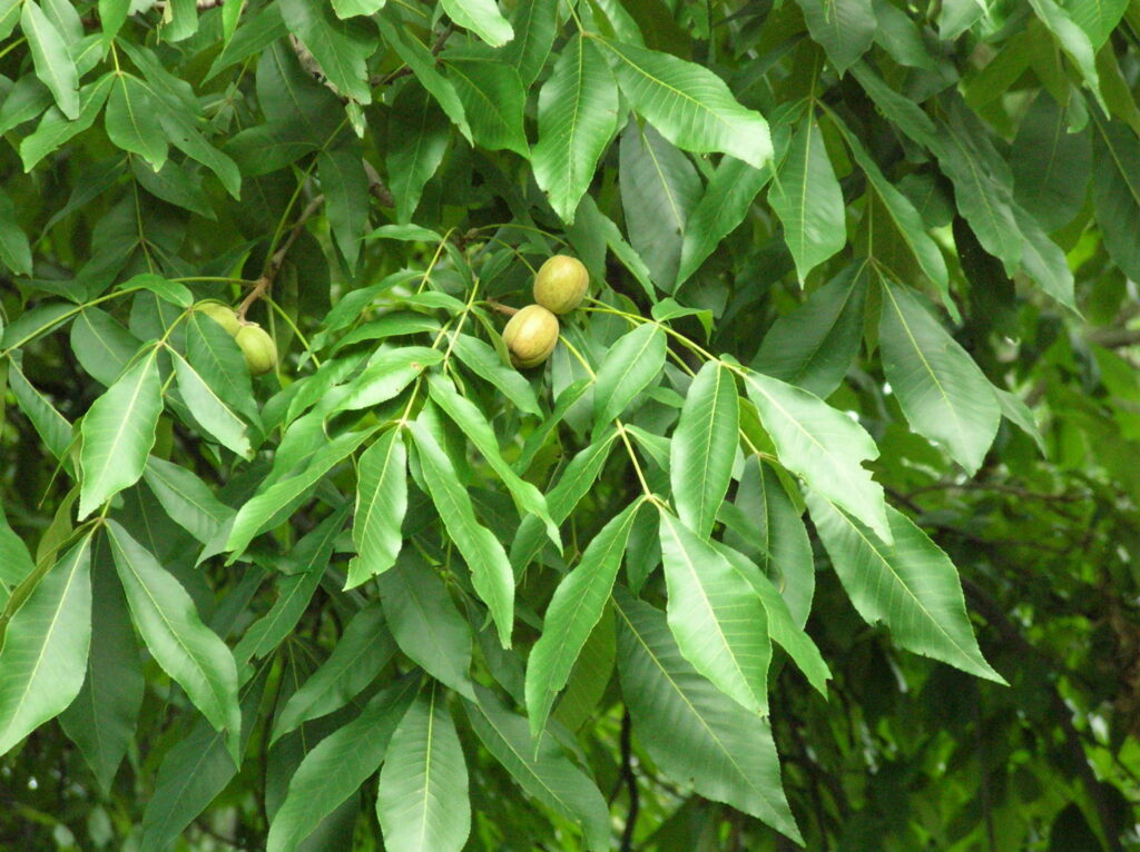 Northern Pecan Native Roots