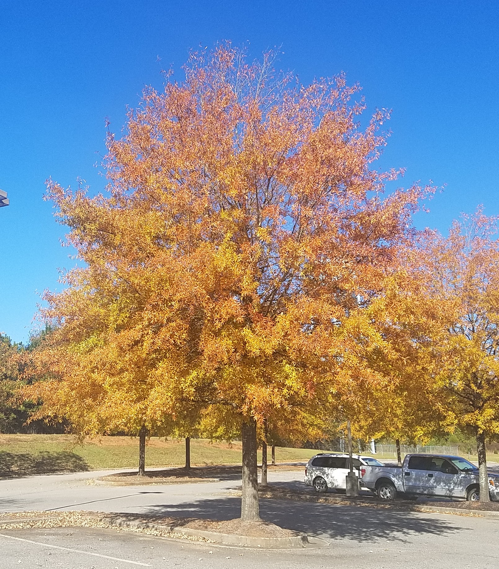 Oak Willow Trees