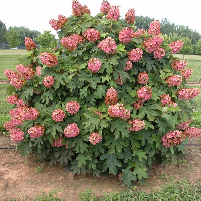 Oakleaf Hydrangea Hydrangea Quercifolia Plant Addicts