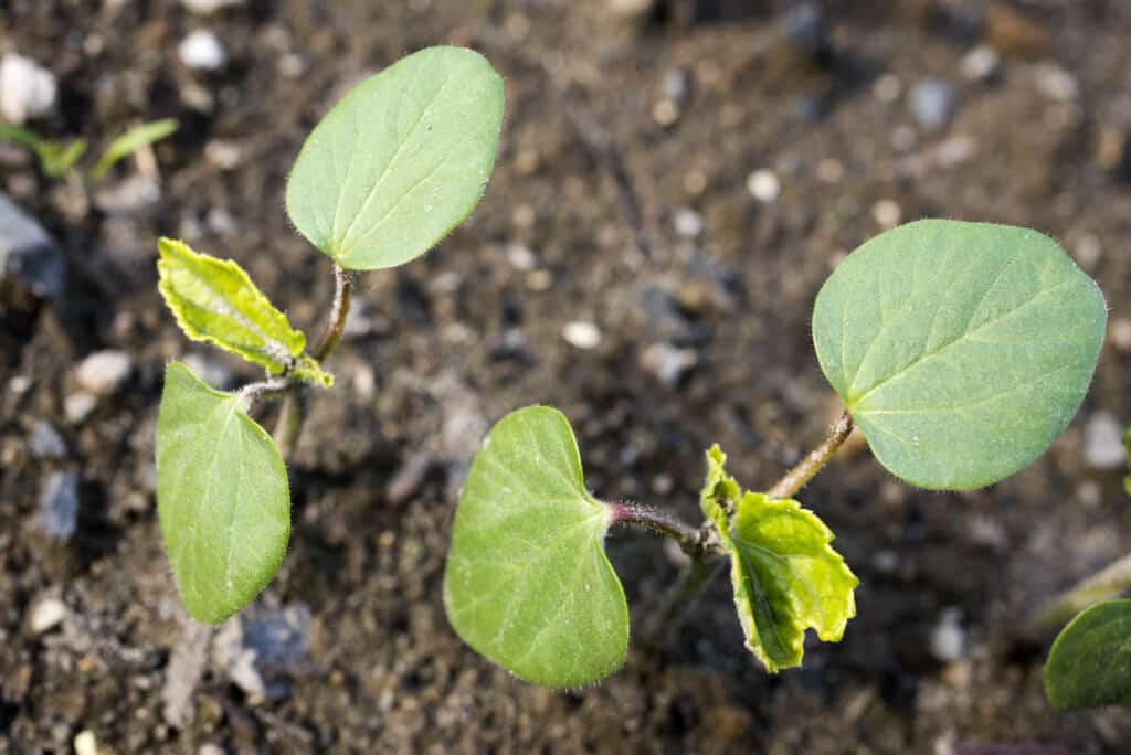 Okra Seed Growth: Harvest In Weeks