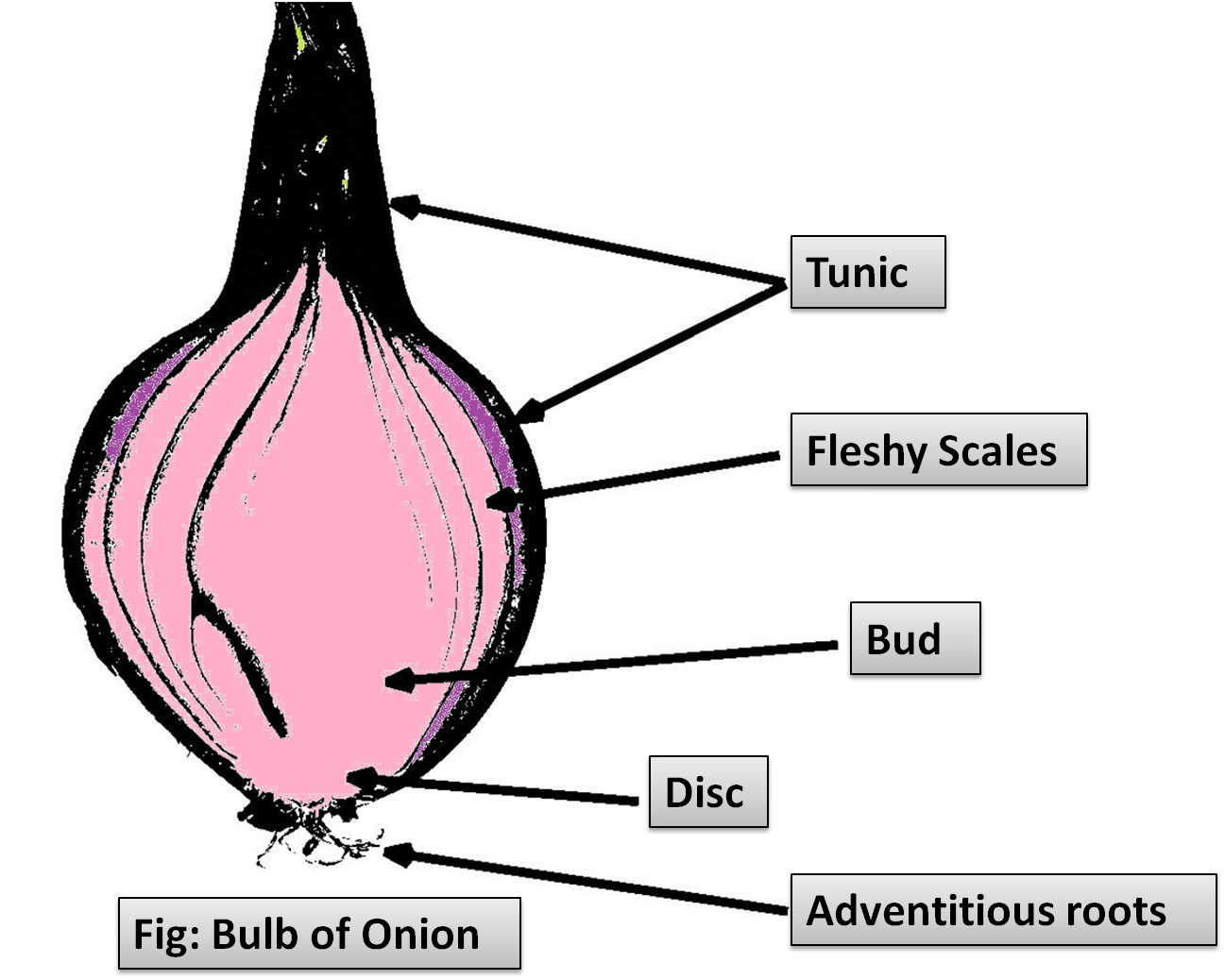 Onion Plant Diagram