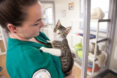 Online Vet Tech Programs Become A Veterinary Technician Quickly