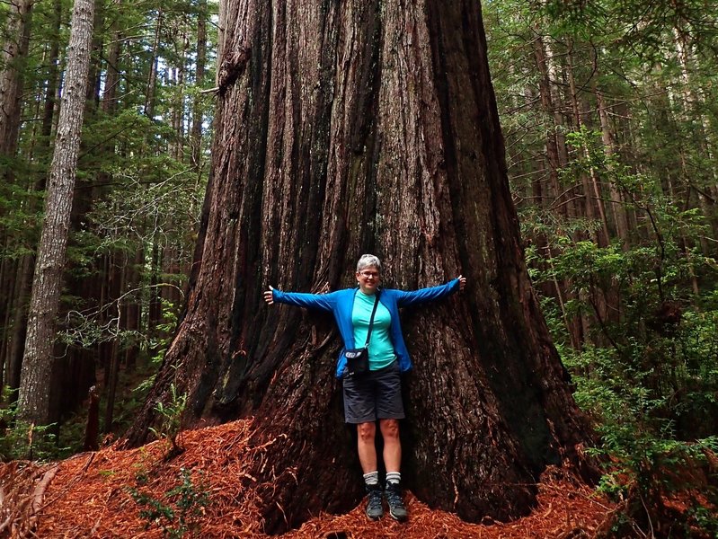 Oregon Redwoods Trail