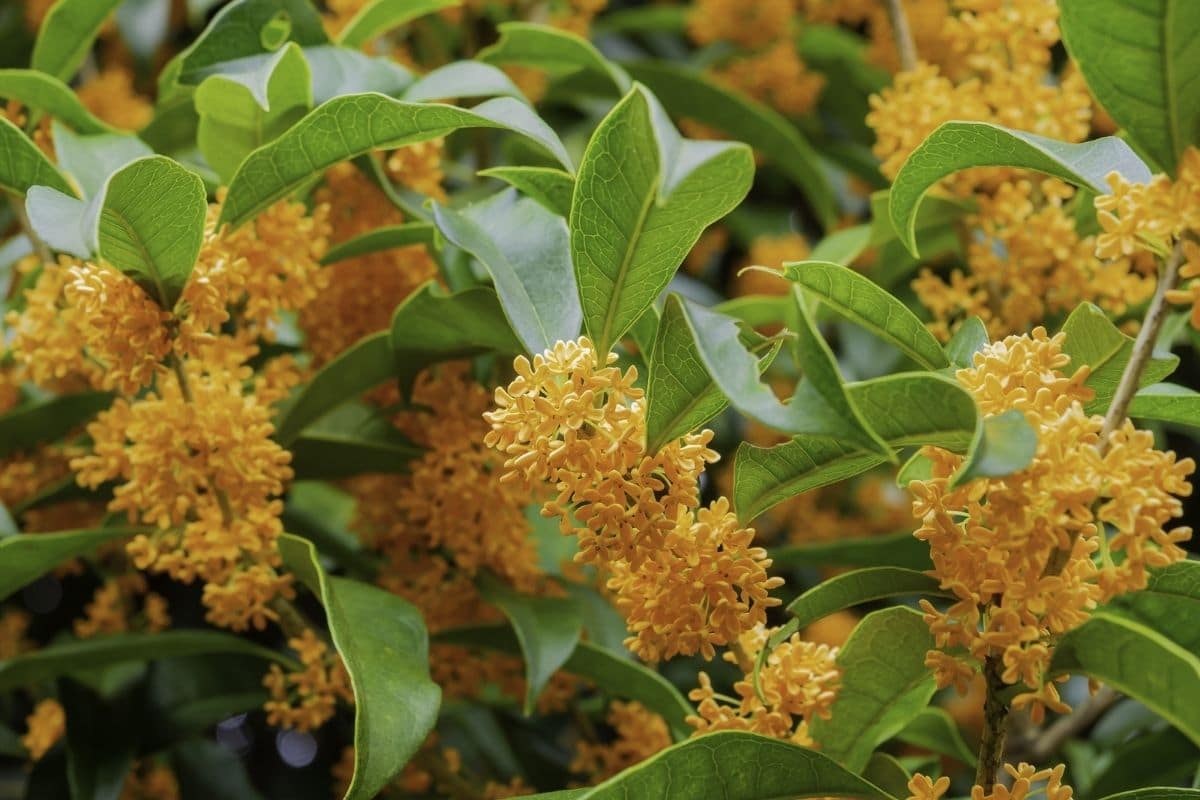 Osmanthus Care Guide: Troubleshoot Problems Easily