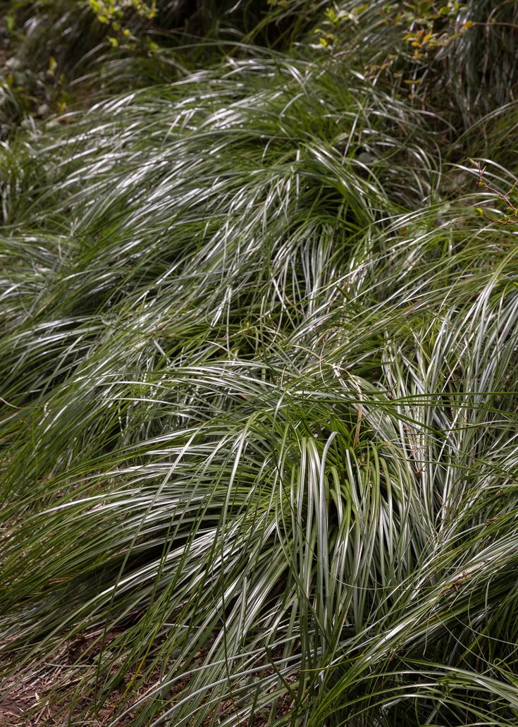 Bear Grass Plant - Neh Institute Hub