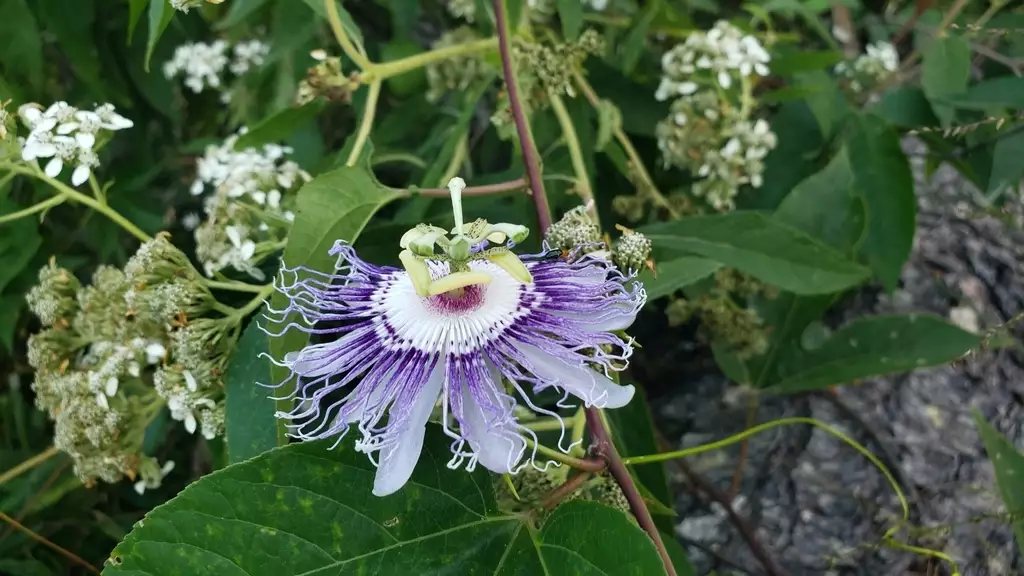 Passiflora Incarnata Apricot Vine Maypop Passionflower Passion Flower Passion Vine North