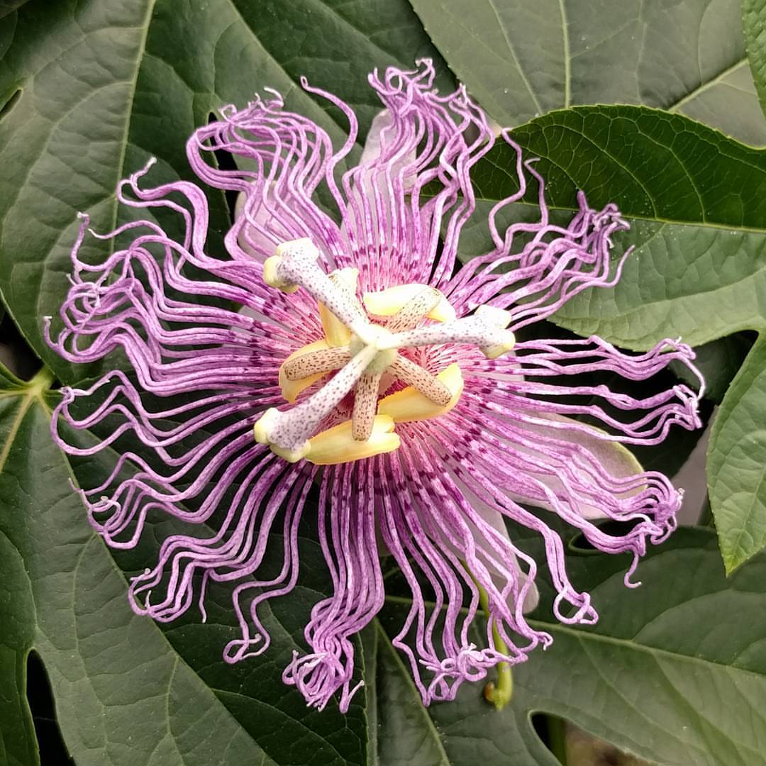 Passiflora Incarnata Plant