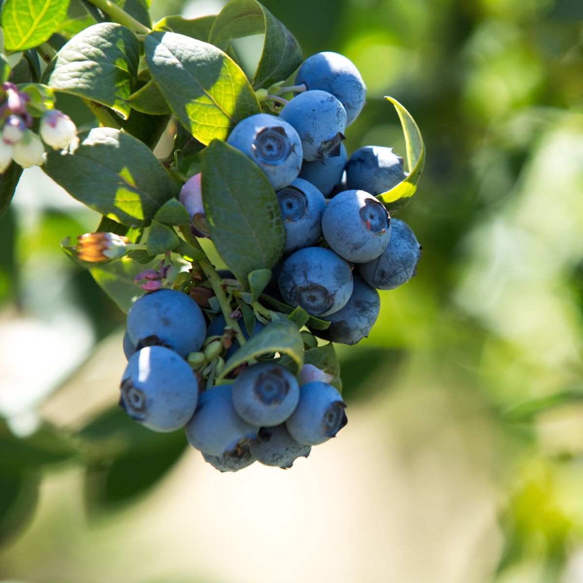 Patriot Blueberry: High Yielding Bushes Guaranteed