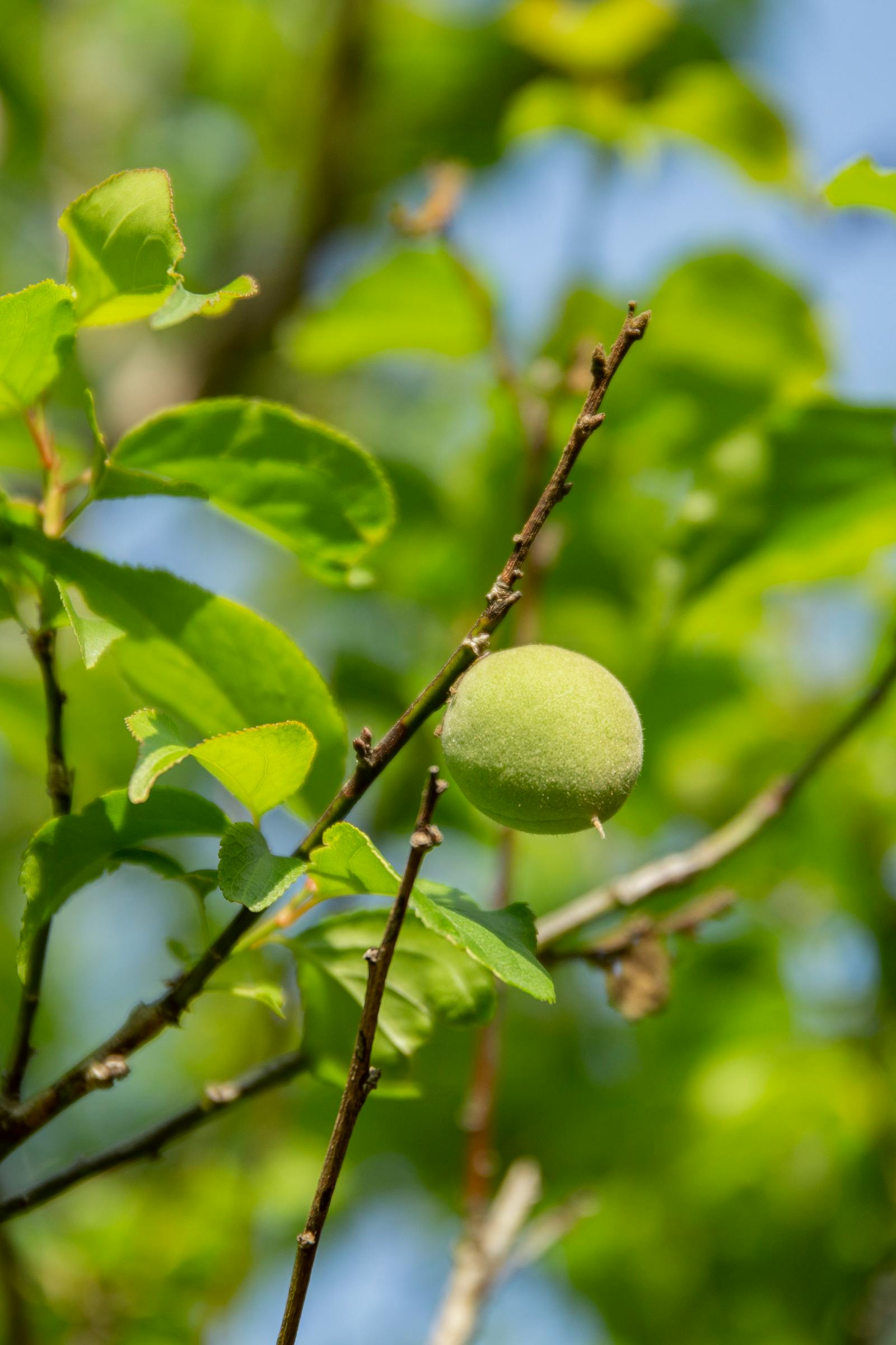 Peach Tree Species