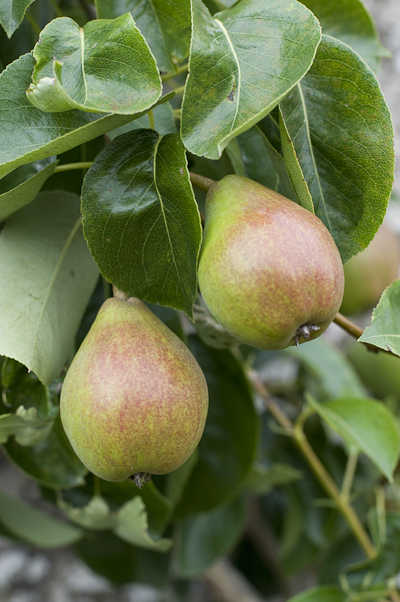 Pear Beurre Hardy Otter Farm