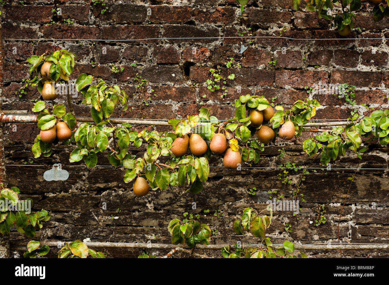 Pear Beurre Hardy: Sweetens Any Dish