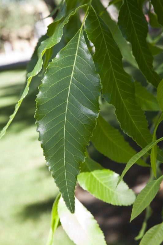 Pecan Tree Leaves Identification For The Greater Column Photographs