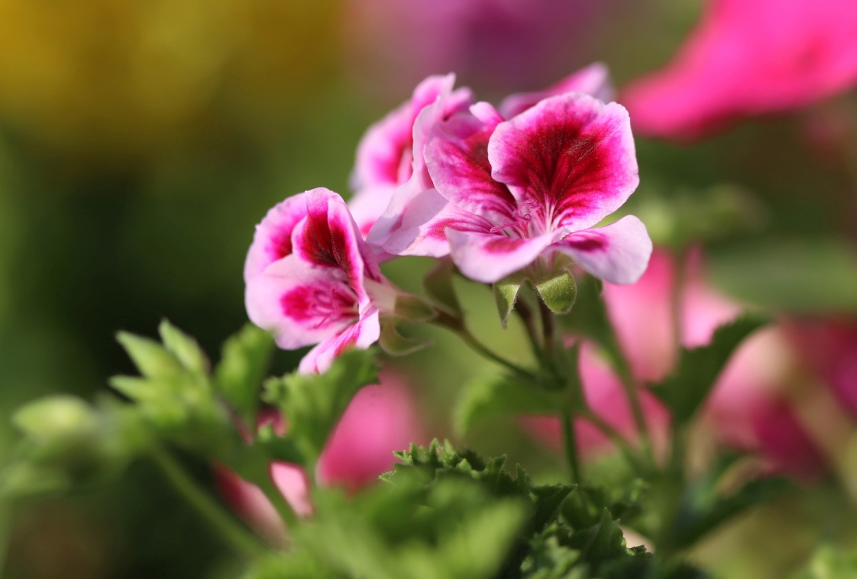 Pelargonium Geranium How To Grow And Care With Success