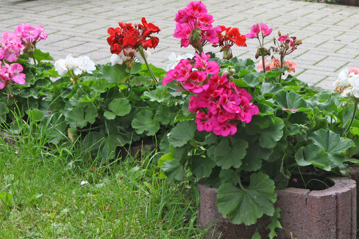 Pelargonium Zonale Plant