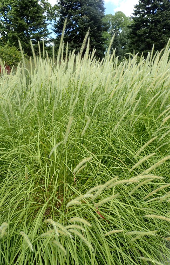 Pennisetum Fairy Tails