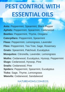 Pest Control Using Essential Oils Pest Control