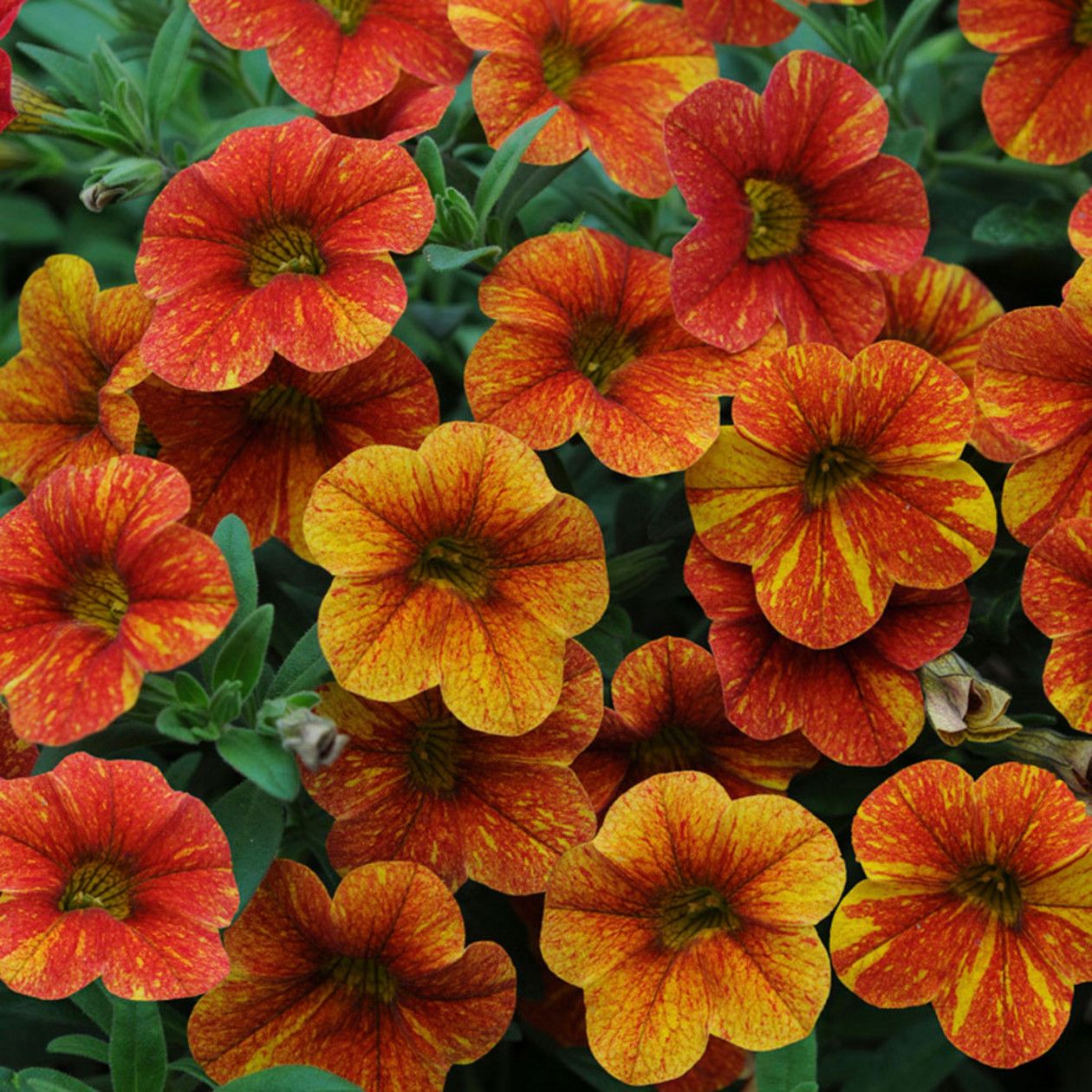 Petunia Calibrachoa Can Can Terra Cotta Single Petunias Plants