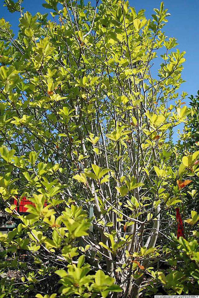 Photo Of The Bloom Of Loebner Magnolia Magnolia X Loebneri Merrill Posted By Janelp Lee