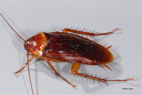 Pics Of Roaches