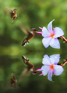 Pin On Hummingbirds Parenting Nests The Needs Of The Babies