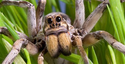 Pin On Wolf Spiders