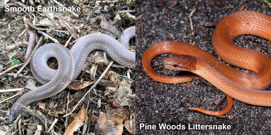 Pine Woods Littersnake Florida Snake Id Guide