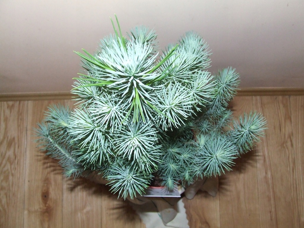 Pinia Pinus Pinea Silver Crest 7649241457 Oficjalne Archiwum Allegro