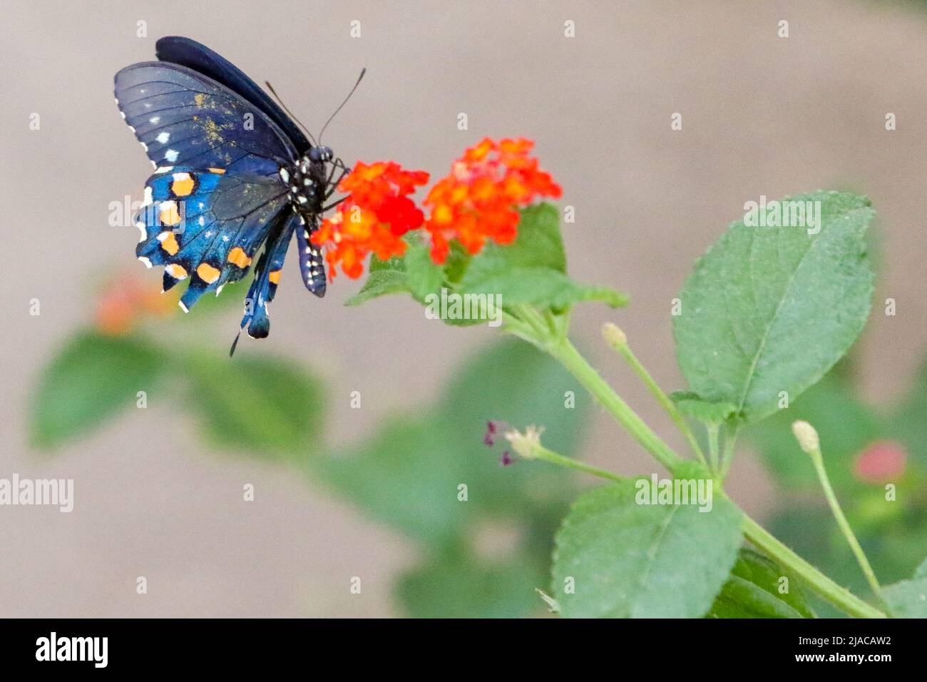 Pipevine Blue Swallowtail Butterfly Stock Photo Alamy