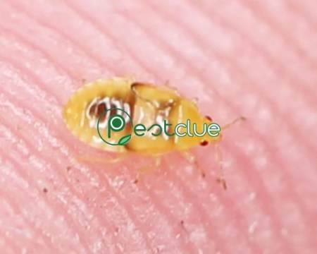 Pirate Bug Bites Identification And Control Pestclue