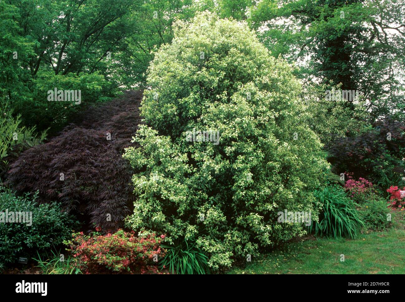 Pittosporum Irene Paterson: Perfect Hedge Solution