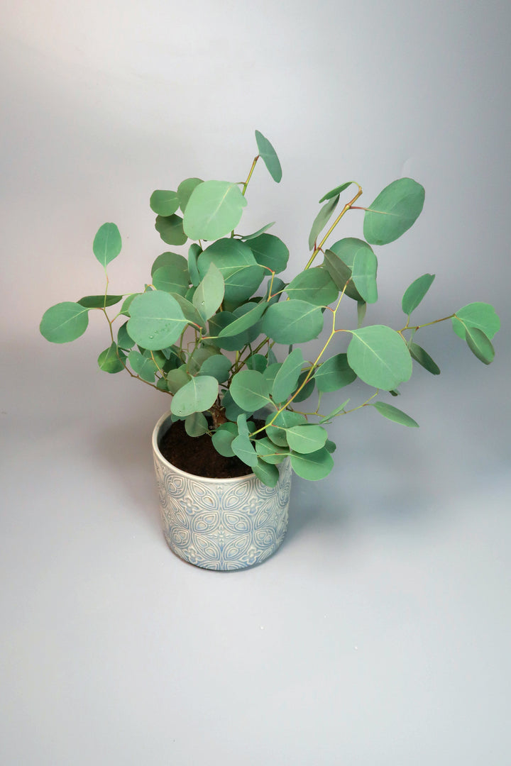 Plant Eucalyptus In Pot