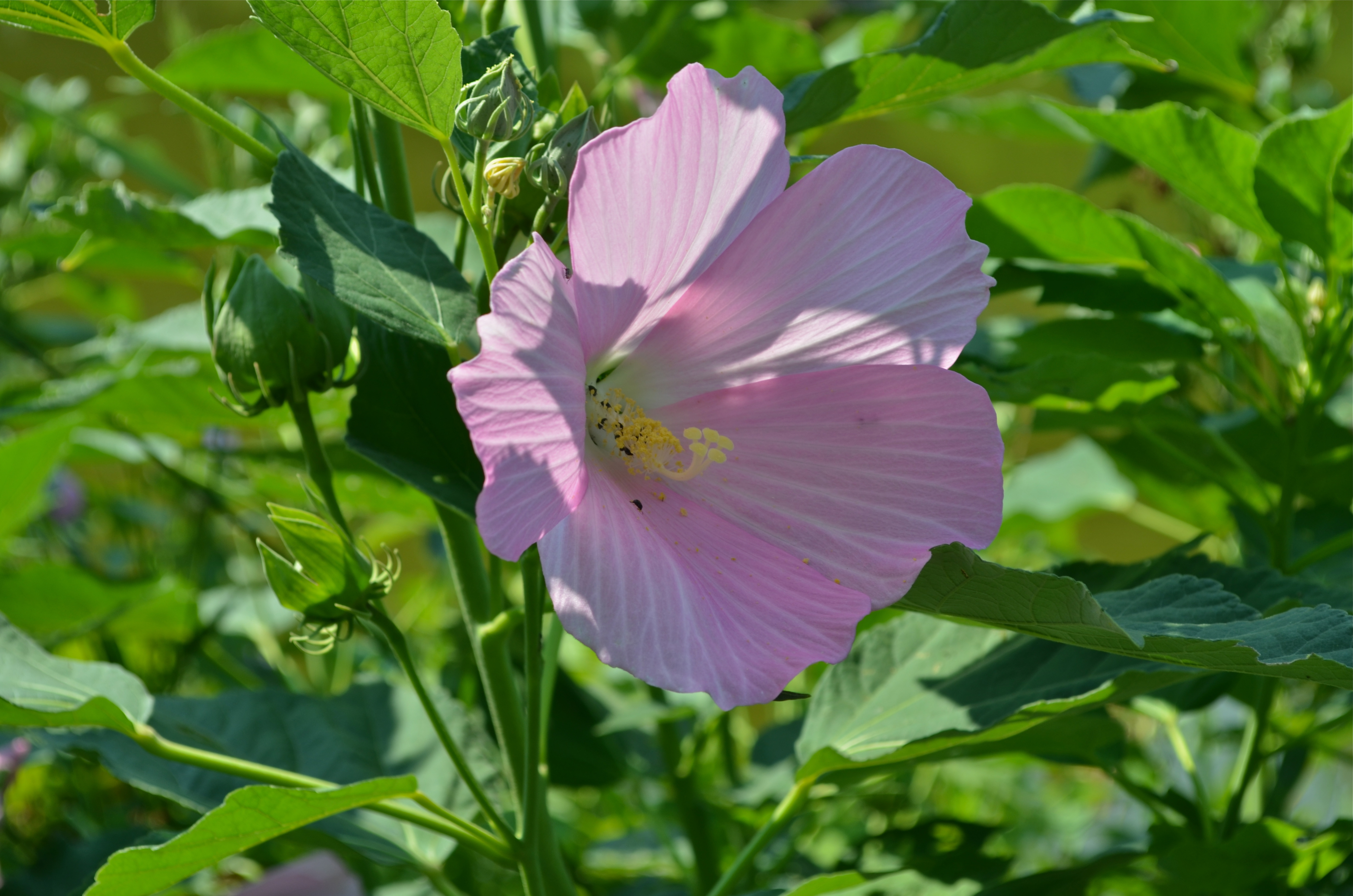 Plant Of The Week Swamp Rose Mallow The High Line