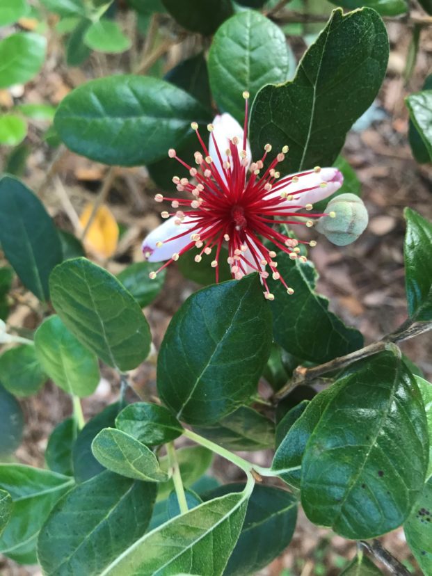 Plant Profile Pineapple Guavas The West Australian