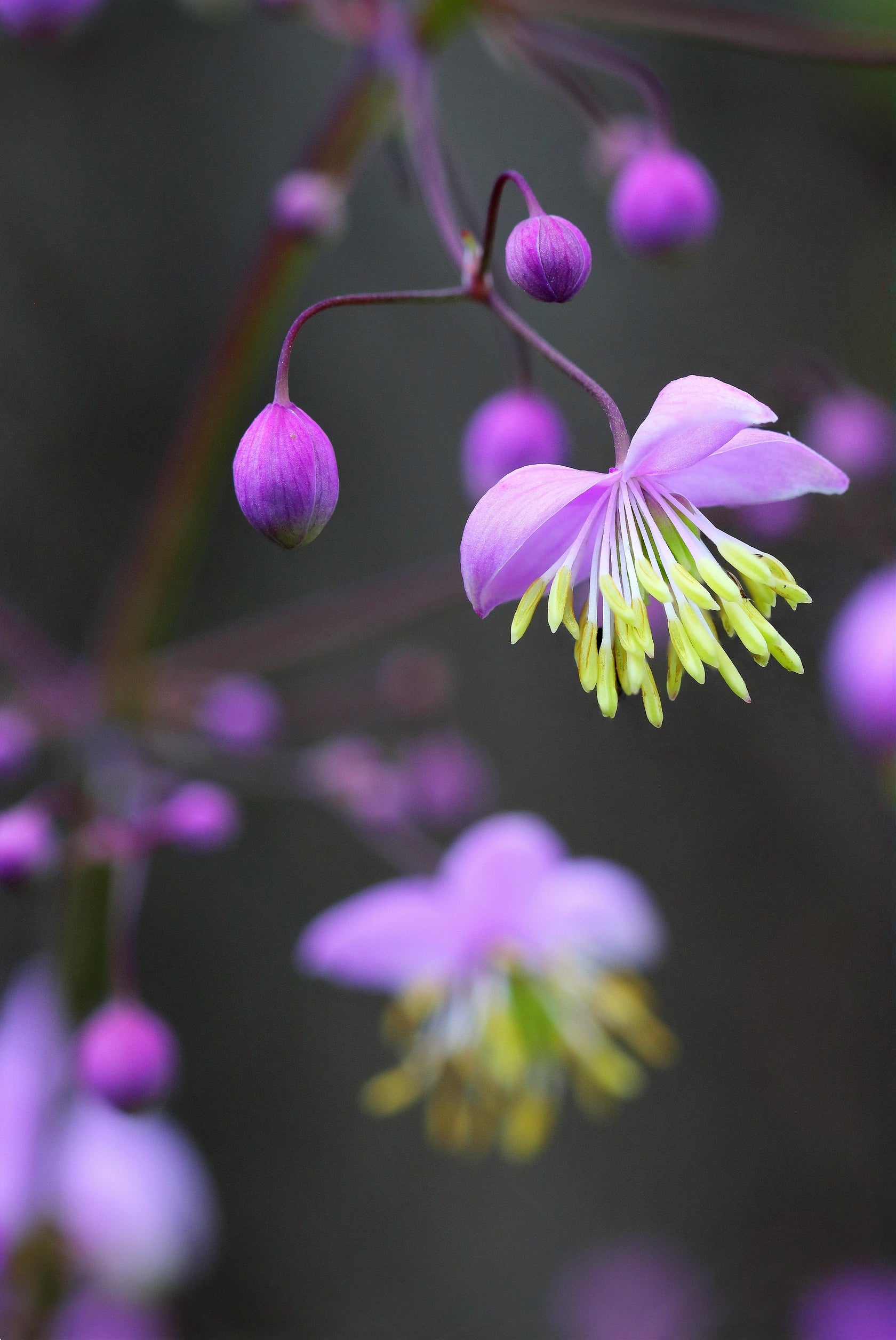 Plantfiles Pictures Thalictrum Species Chinese Meadow Rue Yunnan Meadow Rue Thalictrum