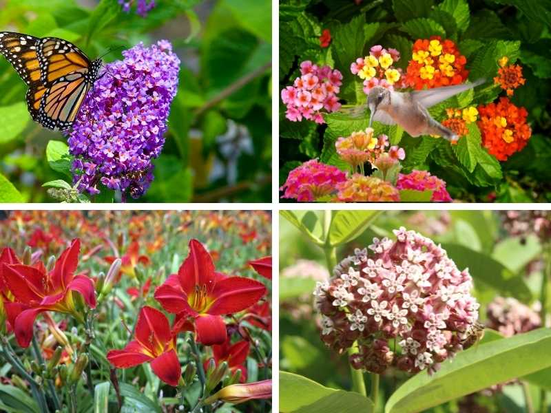 Plants That Attract Butterflies And Hummingbirds Butterfly Garden