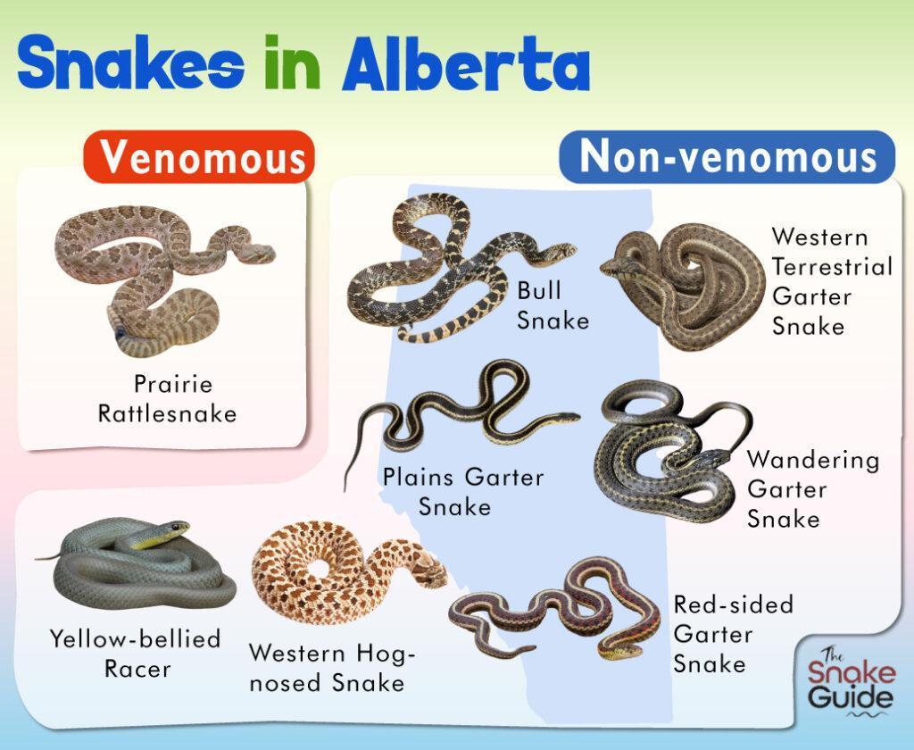 Poisonous Snakes Alberta: Identification Guide