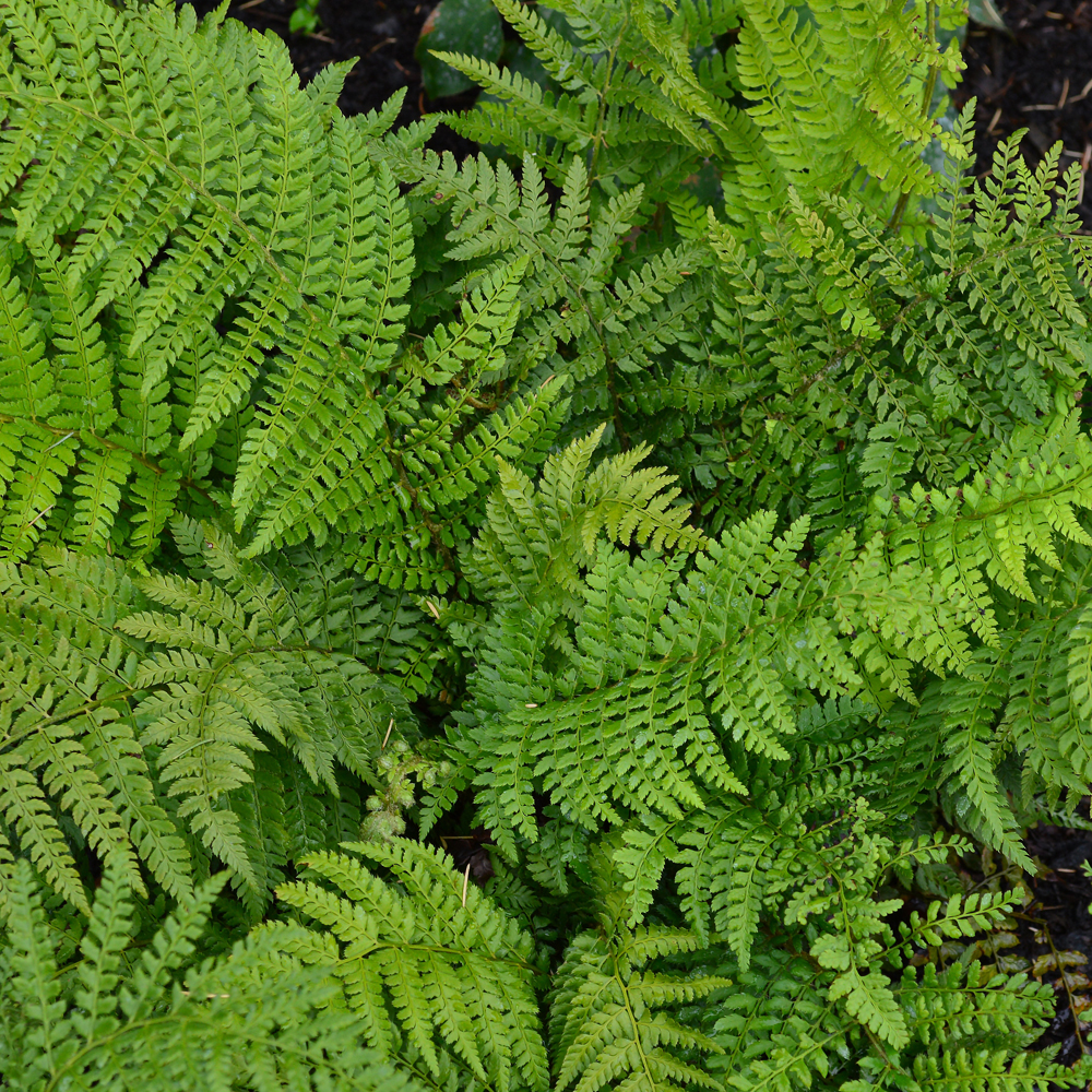 Polystichum Setiferum Herrenhausen Kwekerij Van Opvallende Vaste Planten Ven Zelderheide